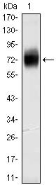 CD38 Antibody in Western Blot (WB)