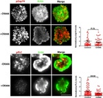 CD3e Antibody in Immunocytochemistry (ICC/IF)