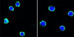 CD40 Antibody in Immunocytochemistry (ICC/IF)