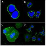 CD44 Antibody in Immunocytochemistry (ICC/IF)