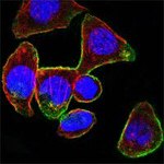 CD44 Antibody in Immunocytochemistry (ICC/IF)