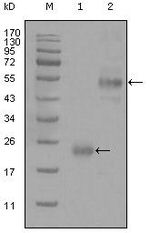 CD44 Antibody in Western Blot (WB)