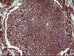 CD44 Antibody in Immunohistochemistry (Paraffin) (IHC (P))