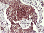 CD44 Antibody in Immunohistochemistry (Paraffin) (IHC (P))