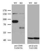 CD44 Antibody in Western Blot (WB)