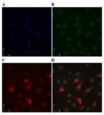 CD44 Antibody in Immunocytochemistry (ICC/IF)