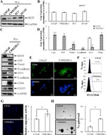 CD44 Antibody in Immunohistochemistry (IHC)