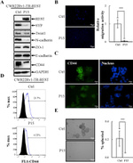 CD44 Antibody in Western Blot, Immunohistochemistry (WB, IHC)