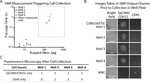 CD45 Antibody in Immunocytochemistry (ICC/IF)