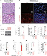 CD45 Antibody in Immunocytochemistry (ICC/IF)