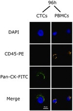 CD45 Antibody in Immunocytochemistry (ICC/IF)