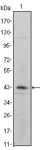 ITGA5 Antibody in Western Blot (WB)