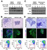 CD49f (Integrin alpha 6) Antibody in Flow Cytometry (Flow)