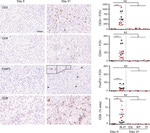 FOXP3 Antibody in Immunohistochemistry (IHC)