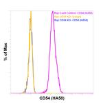 CD54 (ICAM-1) Antibody