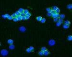 CD56 Antibody in Immunocytochemistry (ICC/IF)