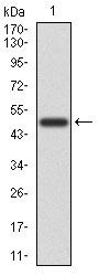 CD6 Antibody in Western Blot (WB)