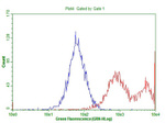 CD63 Antibody in Flow Cytometry (Flow)