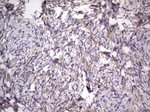 CD63 Antibody in Immunohistochemistry (Paraffin) (IHC (P))