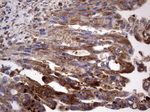 CD63 Antibody in Immunohistochemistry (Paraffin) (IHC (P))