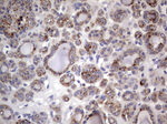 CD63 Antibody in Immunohistochemistry (Paraffin) (IHC (P))