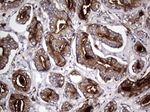 CD63 Antibody in Immunohistochemistry (Paraffin) (IHC (P))