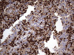 CD63 Antibody in Immunohistochemistry (Paraffin) (IHC (P))