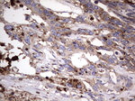 CD63 Antibody in Immunohistochemistry (Paraffin) (IHC (P))