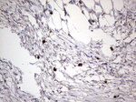 CD63 Antibody in Immunohistochemistry (Paraffin) (IHC (P))