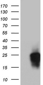 CD63 Antibody in Western Blot (WB)