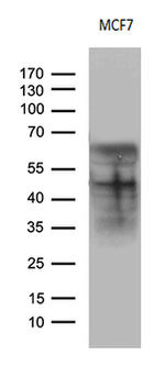 CD63 Antibody in Western Blot (WB)