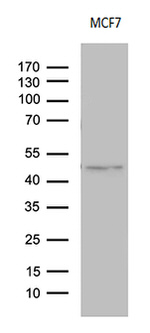 CD63 Antibody in Western Blot (WB)