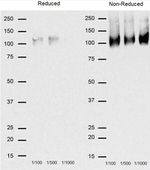 CD68 Antibody in Western Blot (WB)