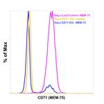 CD71 (Transferrin Receptor) Antibody