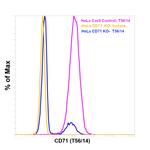 Transferrin Receptor Antibody