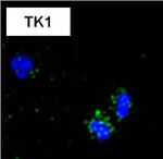 CD8 Antibody in Immunocytochemistry (ICC/IF)