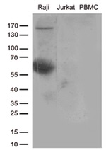 CD80 Antibody in Western Blot (WB)