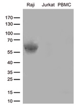 CD80 Antibody in Western Blot (WB)