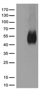 CD80 Antibody in Western Blot (WB)