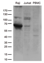 CD80 Antibody in Western Blot (WB)