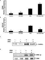 CD86 Antibody in Flow Cytometry (Flow)