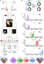 CD90 Antibody in Flow Cytometry (Flow)