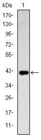 CD94 Antibody in Western Blot (WB)