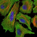 FAS Antibody in Immunocytochemistry (ICC/IF)