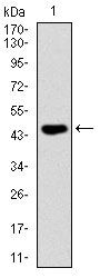 FAS Antibody in Western Blot (WB)