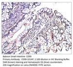 CD99 Antibody in Immunohistochemistry (IHC)