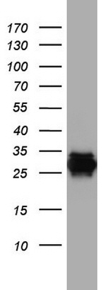 CD99 Antibody in Western Blot (WB)