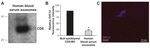 CD9 Antibody in Western Blot (WB)