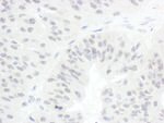 CDC20 Antibody in Immunohistochemistry (IHC)