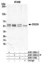 CDC20 Antibody in Western Blot (WB)